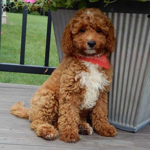 Mario, Cavapoo Puppy